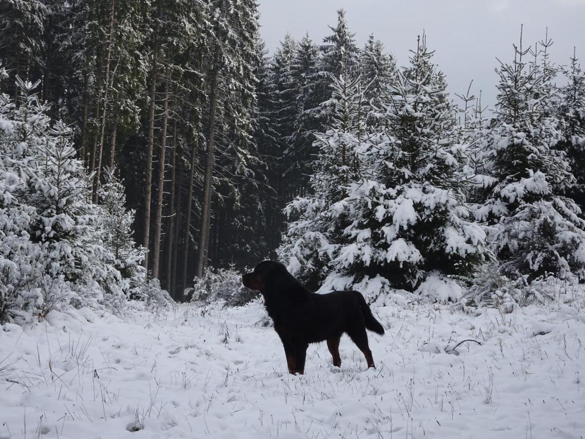 Urlaub Mit Hund Auf Dem Bauernhof Hofswald Apartment Euscheid Exterior foto