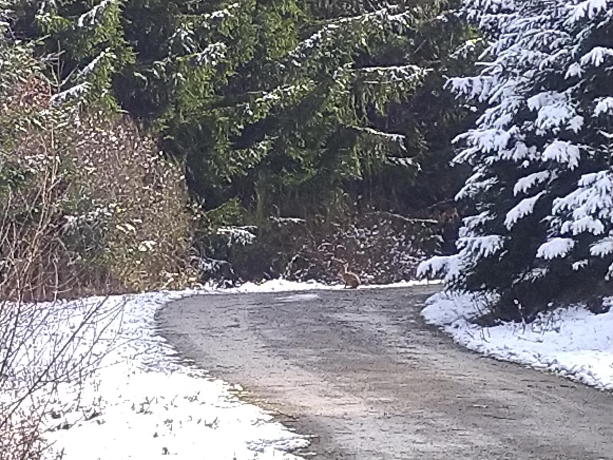 Urlaub Mit Hund Auf Dem Bauernhof Hofswald Apartment Euscheid Exterior foto