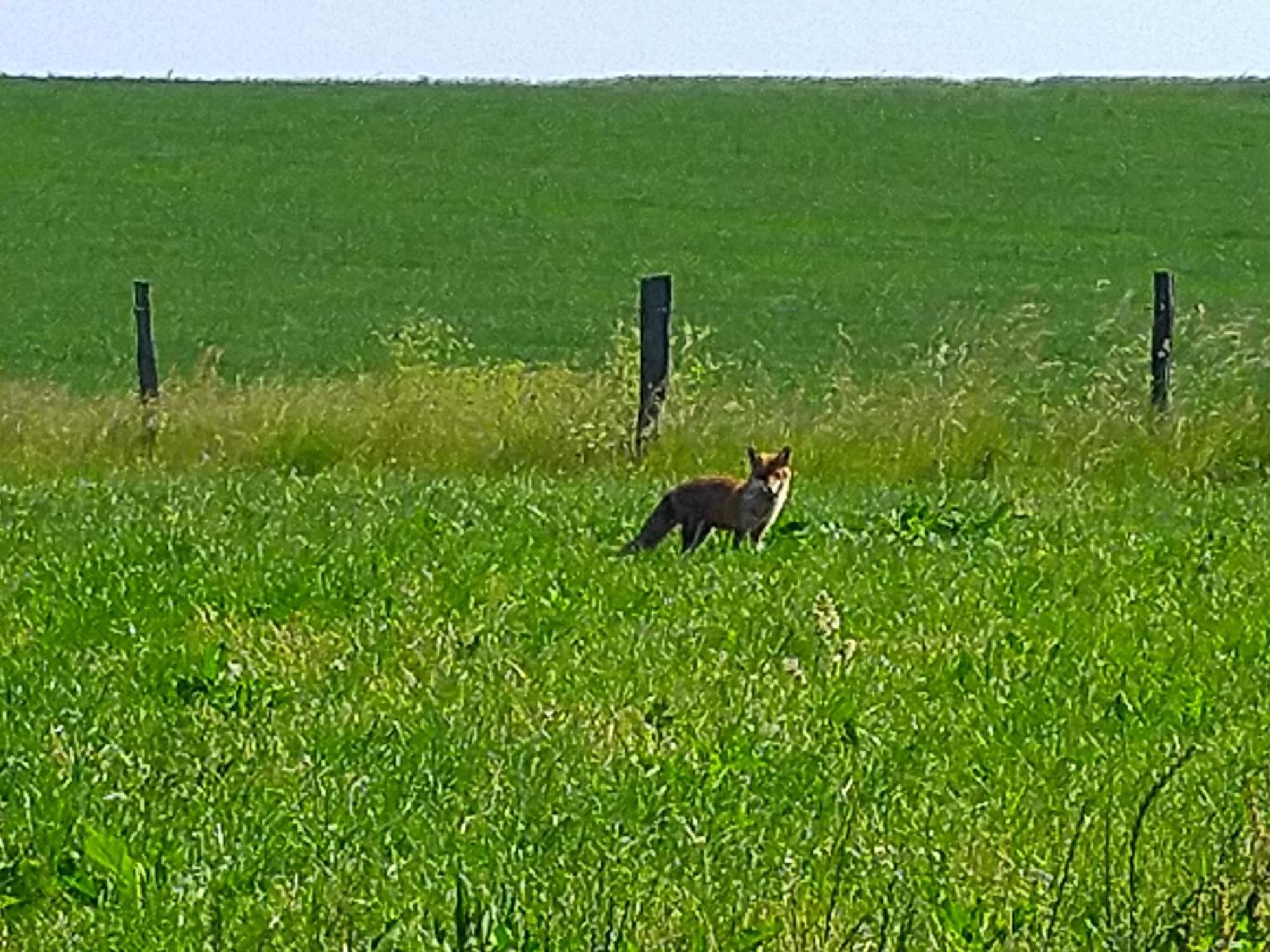Urlaub Mit Hund Auf Dem Bauernhof Hofswald Apartment Euscheid Exterior foto