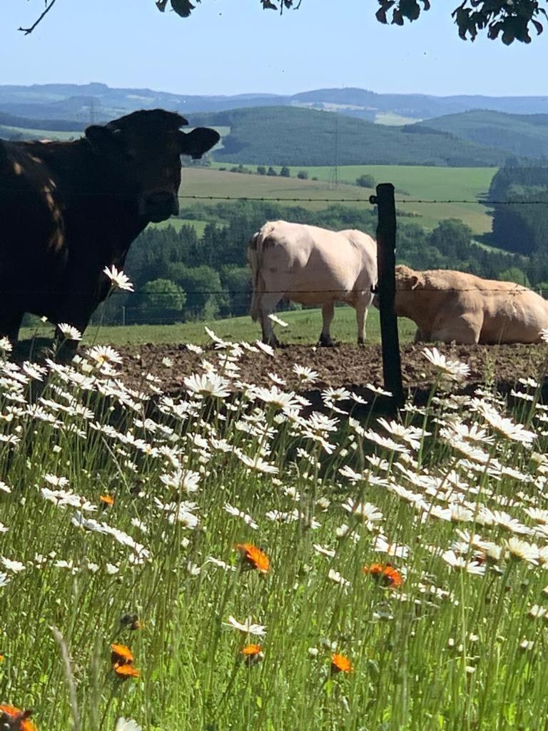 Urlaub Mit Hund Auf Dem Bauernhof Hofswald Apartment Euscheid Exterior foto