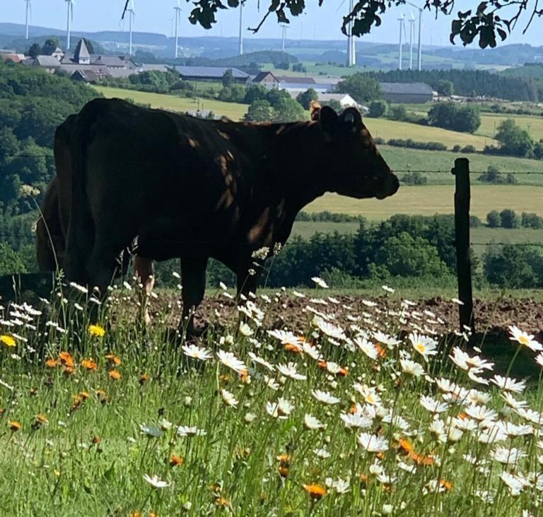 Urlaub Mit Hund Auf Dem Bauernhof Hofswald Apartment Euscheid Exterior foto