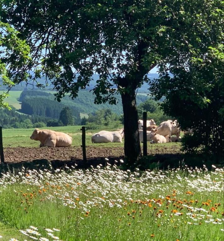 Urlaub Mit Hund Auf Dem Bauernhof Hofswald Apartment Euscheid Exterior foto