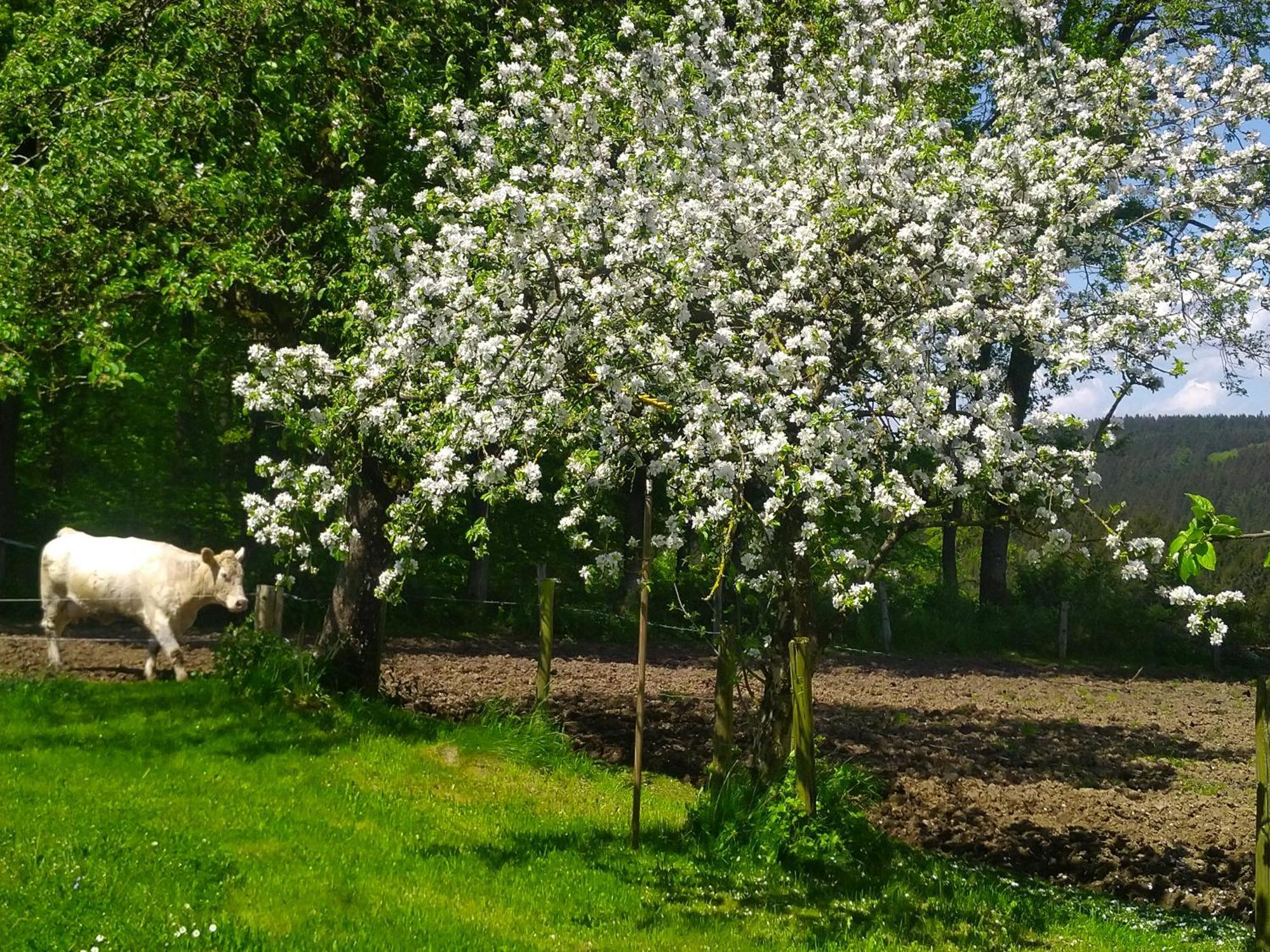 Urlaub Mit Hund Auf Dem Bauernhof Hofswald Apartment Euscheid Exterior foto